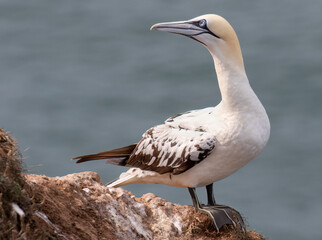 Gannet