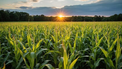 Vibrant sunrise over a green cornfield with tall stalks. Orange, pink sky. Sun casts warm glow on field, emphasizing height. Low angle shot, grandeur. Cornfield with trees in distance.