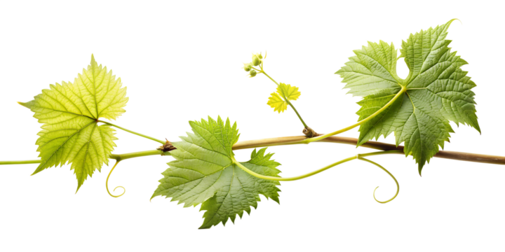 Fresh Grapevine Branch with Leaves and Buds on Transparent Background