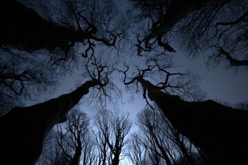 Night forest, dark silhouettes of trees against a starry sky