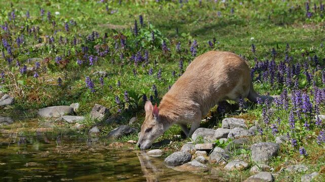The agile wallaby, Macropus agilis also known as the sandy wallaby is a species of wallaby found in northern Australia and New Guinea.