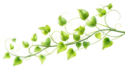 Obraz premium Elegant Green Vine with Heart Shaped Leaves on Transparent Background