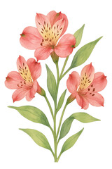 Watercolor Alstroemeria Flower on transparent background. Plant, floral
