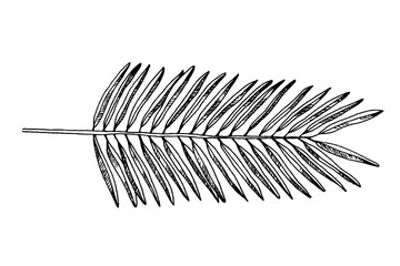 Palm leaf silhouette, vector illustration isolated on white background