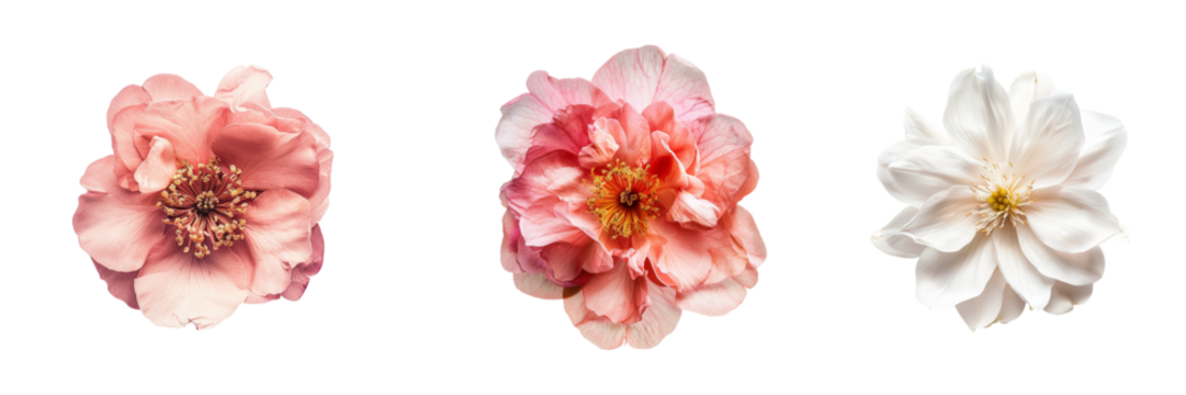 Elegant trio of blooms showcases peach floral beauty, delicate petals