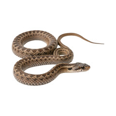 snake in front of white background