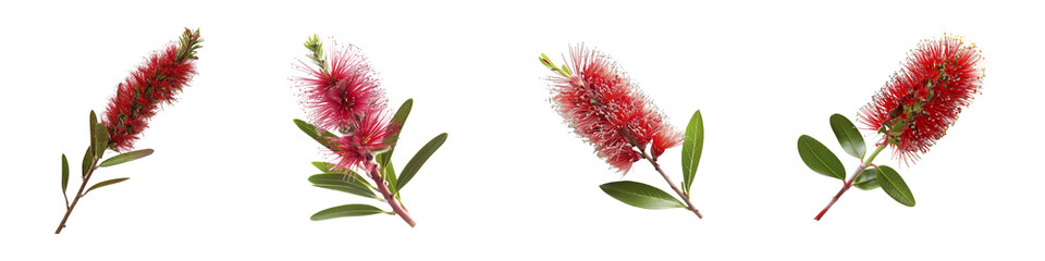 Vibrant bottlebrush flower spikes display a spectrum of red hues with leaves