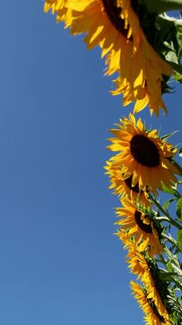 Vibrant sunflowers shot from a low angle against a clear blue sky, creating a dynamic and uplifting video concept with a natural, fresh style.