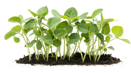 Close up of small green plants sprouting from dark soil on a white background in a studio setting