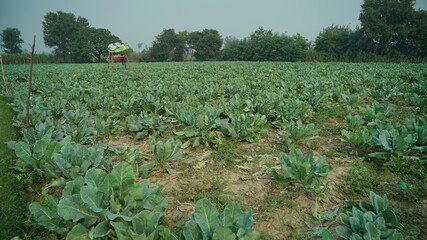 cabbage fields