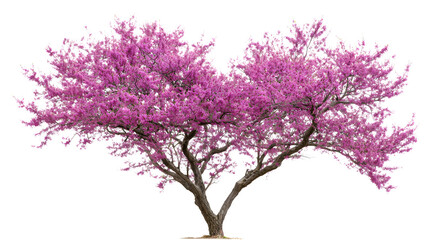 Obraz premium lilac branch isolated