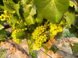 Close up of grapes hanging on branch. Hanging grapes. Grape farming. Grapes farm. Tasty green grape...