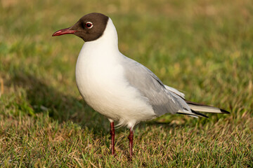 adult black-headed gull (Chroicocephalus ridibundus) in summer plumage on meadow