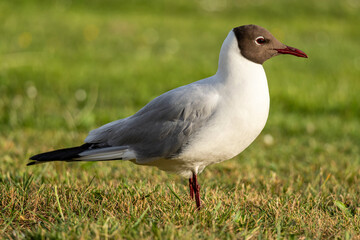 adult black-headed gull (Chroicocephalus ridibundus) in summer plumage on meadow