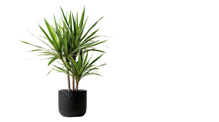 Dracaena marginata with long pointed leaves in black pot, background isolated on a Transparent background, PNG file.