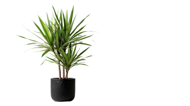 Dracaena marginata with long pointed leaves in black pot, background isolated on a Transparent background, PNG file.