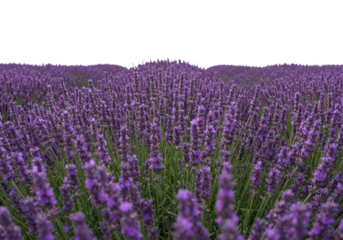 Vast field of blooming purple lavender flowers stretching towards the horizon isolated on transparent background