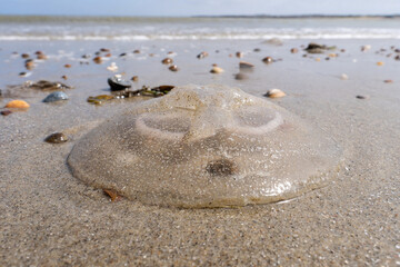 dead common jellyfish (Aurelia aurita)) stranded on the beach