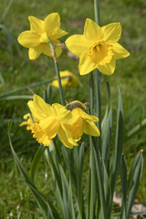 Obraz premium Narcisse