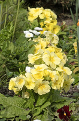 Primevère jaune dans un massif