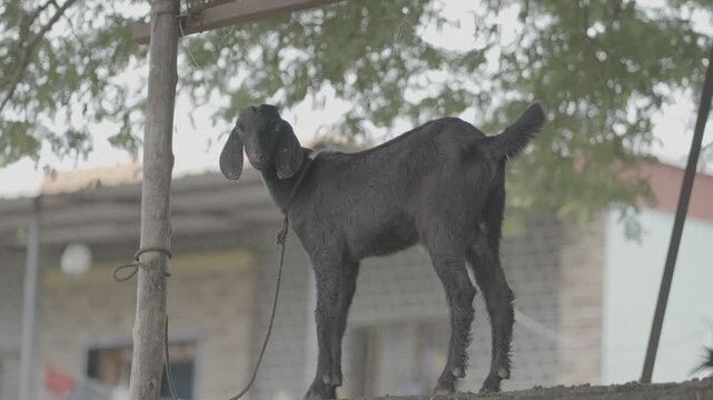 Indian desi goat High-Quality Raw Footage for Professional Projects | slog3 10bit 4k, Unedited Clips