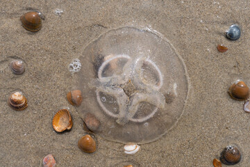dead common jellyfish (Aurelia aurita)) stranded on the beach