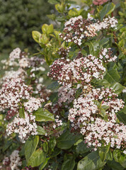 Fleurs de Viburnum tinus	