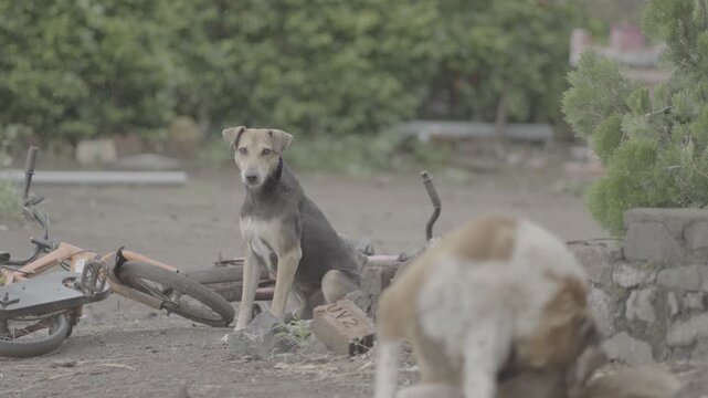 Desi Dog High-Quality Raw Footage for Professional Projects | slog3 10bit 4k, Unedited Clips