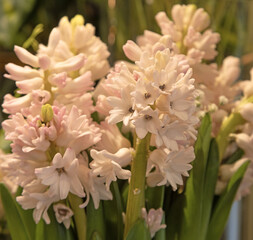 Jacinthes blanches 