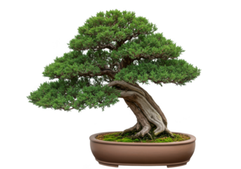 Beautifully sculpted green bonsai tree with a gnarled trunk in a terracotta pot isolated on transparent background