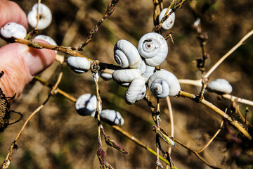 macro of various snails with snail shells eat the leaves of the tree