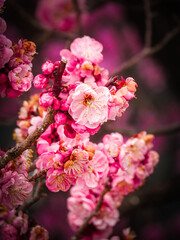Fleur de prunier 