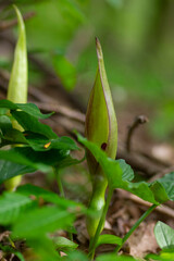 Arum maculatum green lily flowers in bloom in the forest, snakeshead flowering plant