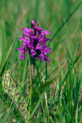 Dactylorhiza majalis wild flowering orchid flowers on meadow, group of bright purple flowers in bloom
