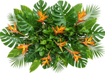 Vibrant tropical arrangement of orange bird of paradise flowers and lush green foliage isolated on transparent background