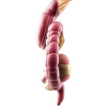 Detailed illustration of the digestive system