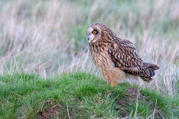 Short-eared Owl