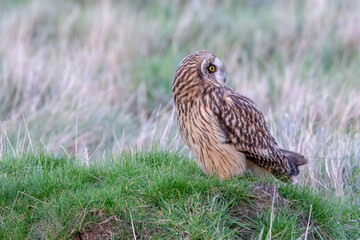 Short-eared Owl