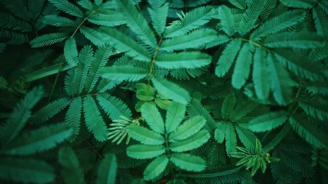 Close-up of lush green mimosa leaves with fine symmetry and natural lighting, creating a calming botanical texture perfect for backgrounds and organic design.