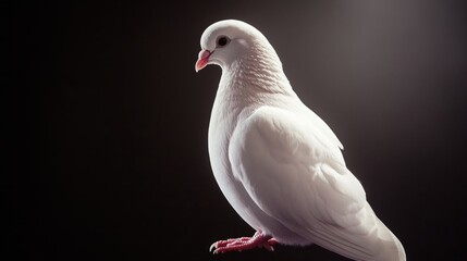 White dove perched peacefully, symbolic image of peace and cruelty-free conscience. generative ai