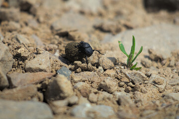 A dung beetle is seen on a rocky, dry path, rolling a large ball of dung with a small green plant...