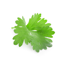 Leaf of aromatic cilantro isolated on white