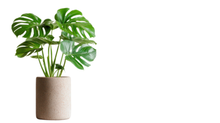 Eco-friendly theme with monstera plant in sustainable pot, isolated on a Transparent background, PNG file.
