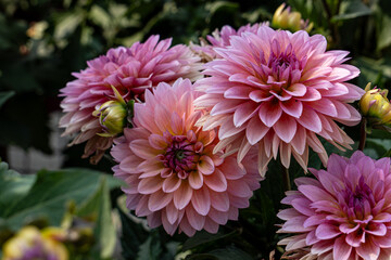 Beautiful pink dahlia flower in the garden. 