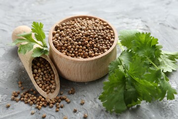 Coriander seeds in bowl, scoop and fresh cilantro sprigs on grey textured table, closeup