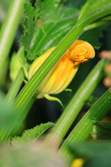Fototapeta premium close-up of a beautiful closed zucchini flower