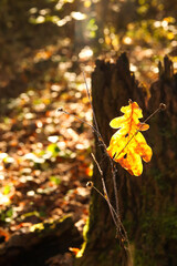 A beautiful vertical shot capturing a single oak leaf in its vibrant yellow color, bathed in warm and sunny autumn light