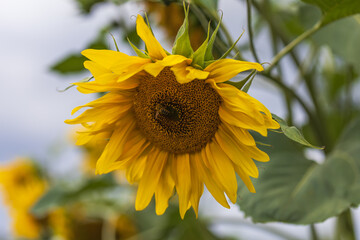 Blooming sunflower and bee in a beautiful garden