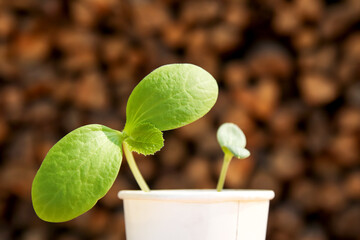 A vibrant green seedling begins to sprout from the soil, symbolizing growth and a new start. This image captures the essence of agriculture and the cycle of a new plant or tree