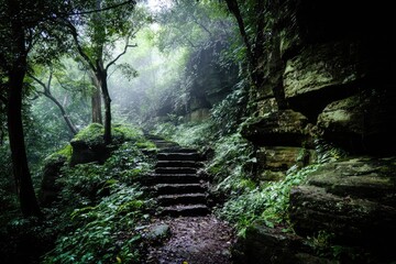 Misty forest path with stone steps leading into a dense, verdant jungle